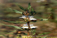 Hygrophila auriculata